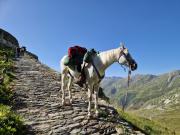 IMG-20240326-WA0032