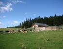 chevaux 20 aout