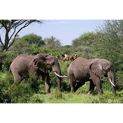 kenyaamboseli avc