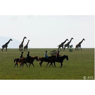 kenyaamboseli avc