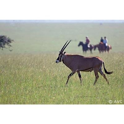 kenyaamboseli avc