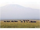 kenyaamboseli avc