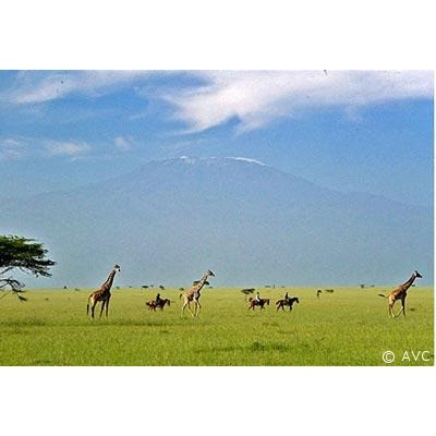 kenyaamboseli avc